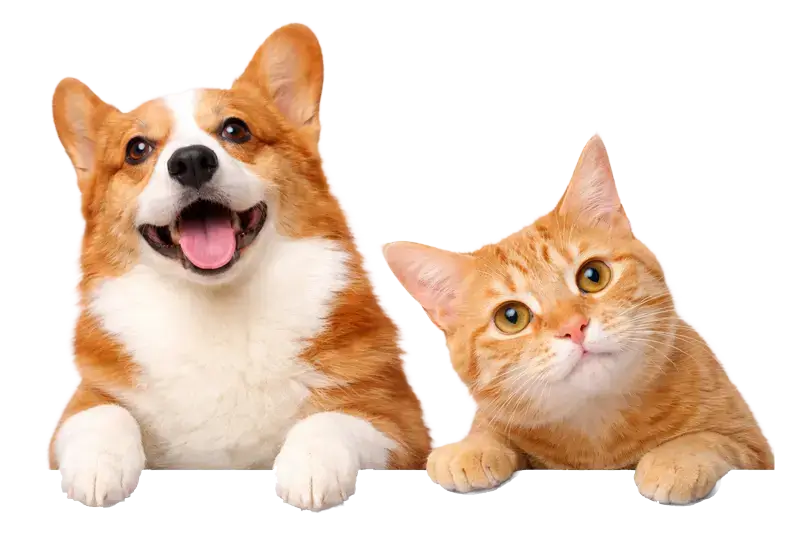 About Us 1 About FechPup