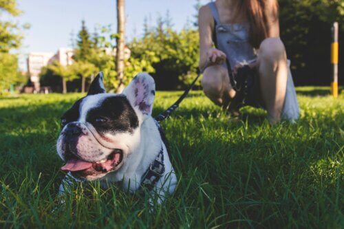 5 BEST TAMPA DOG PARKS 1 5 BEST TAMPA DOG PARKS 1