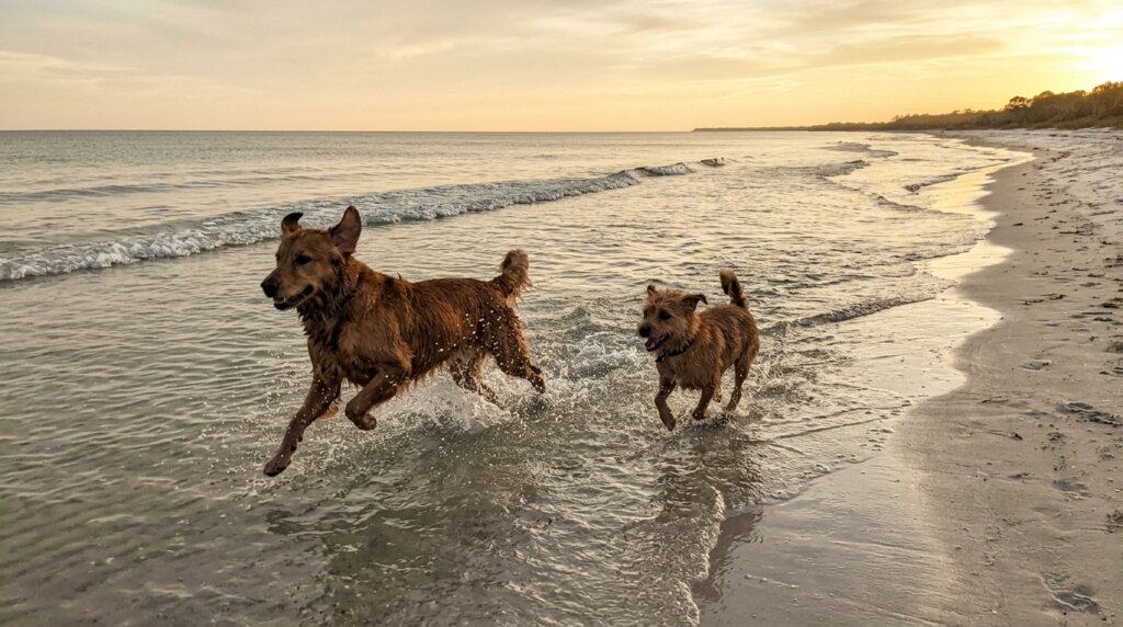 Tampa Bay Dog Beach Rules: Davis Island, Fort De Soto and Beyond 1 Dogs playing off leash in the shallows at a Tampa Bay dog beach